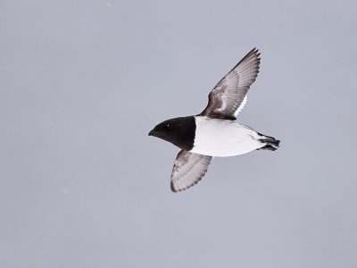 Alkekonge flukt_62A6960