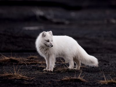 Fjellrev_62A9954