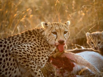 Gepard-blodig-rundt-munnen