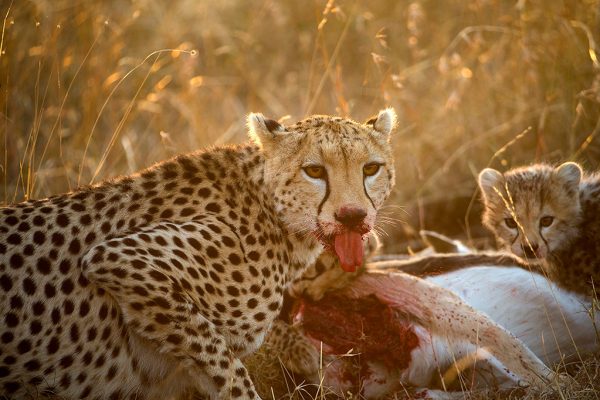 Gepard-blodig-rundt-munnen