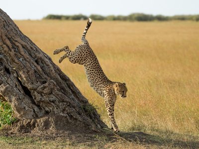 Gepard-hopper-ned-fra-tre