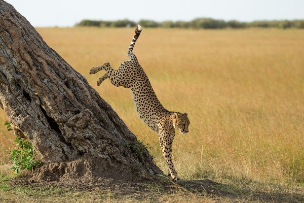 Gepard-hopper-ned-fra-tre