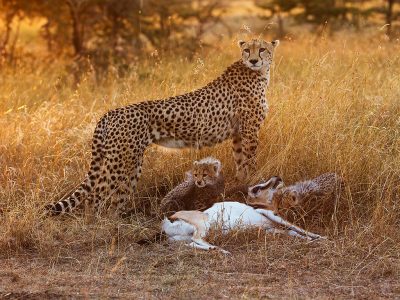 Gepard-med-unger-og-bytte