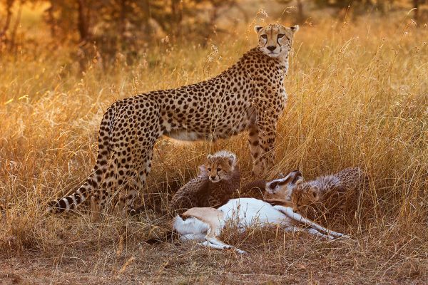 Gepard-med-unger-og-bytte