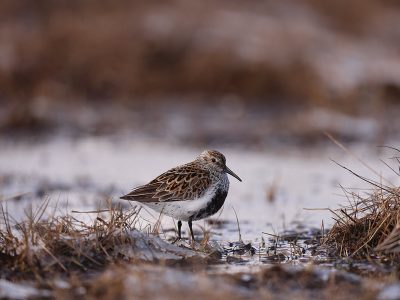 Myrsnipe Adventdalen_62A5468