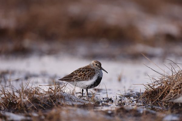 Myrsnipe Adventdalen_62A5468