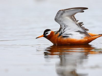 Polarsvømmesnipe