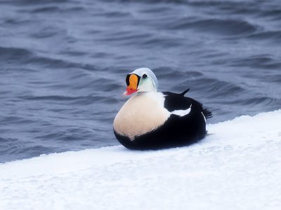 Praktærfugl_62A2650