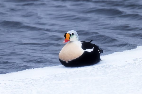 Praktærfugl_62A2650
