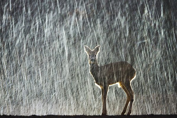 Rohdeer in rain
