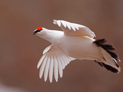 Svalbardrype flukt_62A7517