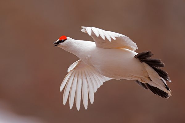 Svalbardrype flukt_62A7517