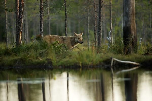 Ulv ved tjernet
