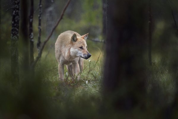 alfa hann i skogen-