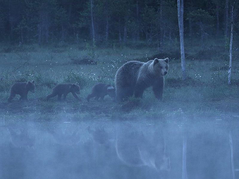 bjorn