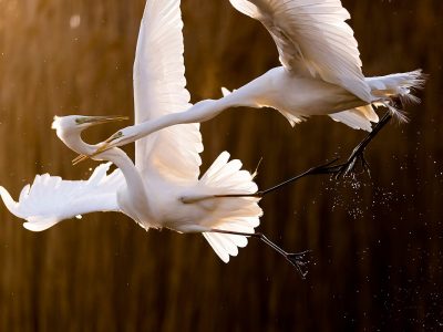 egrett 1200 F2201876
