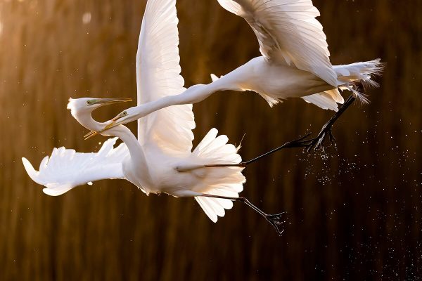 egrett 1200 F2201876