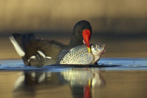 fishing moorhen-