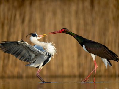 hegre stork 1200. B2200574