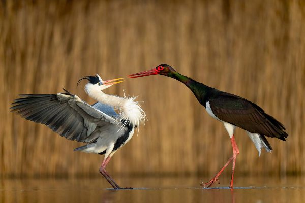 hegre stork 1200. B2200574