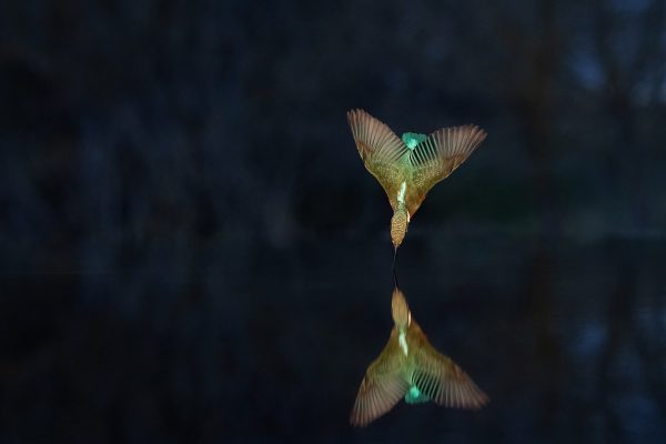 isfugl 6400 1080_DSC9021
