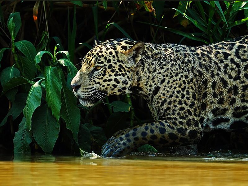 jaguar