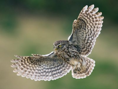 kirkeugle-1200 _DSC8861