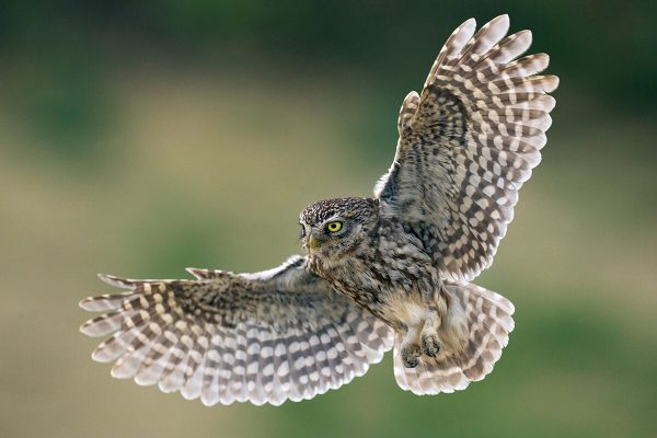 kirkeugle-1200 _DSC8861