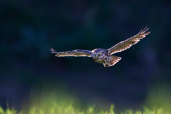 kirkeugle 1200-_DSC9215