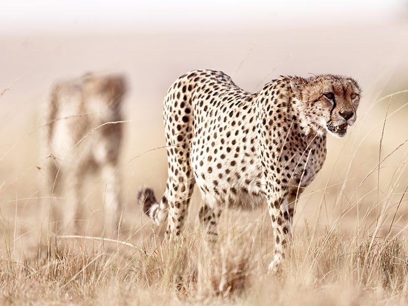 leopard