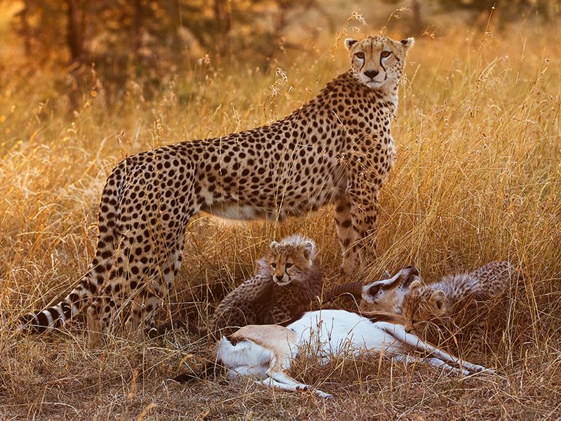 masai-mara-2027