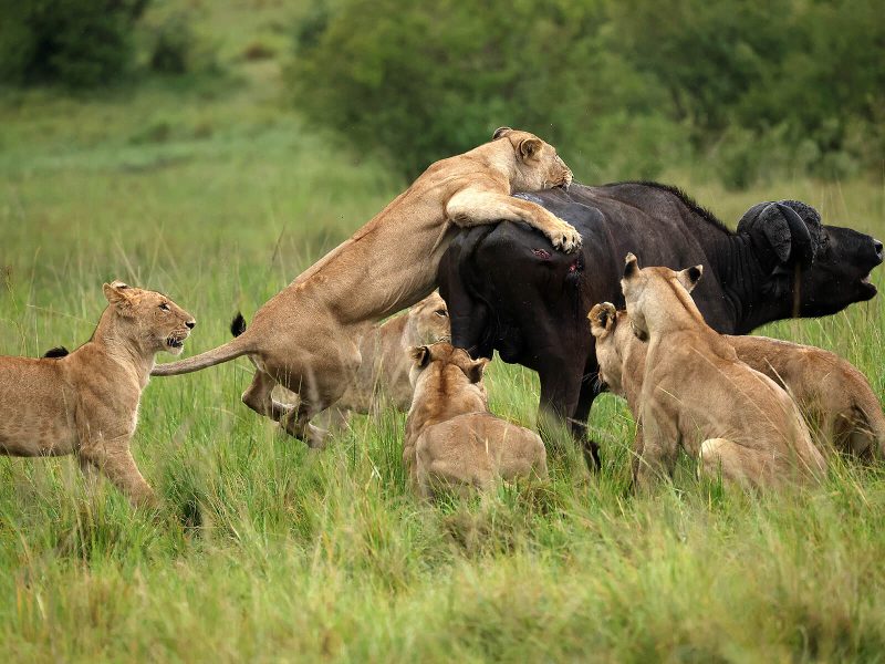 masai-mara