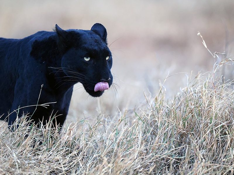 panter