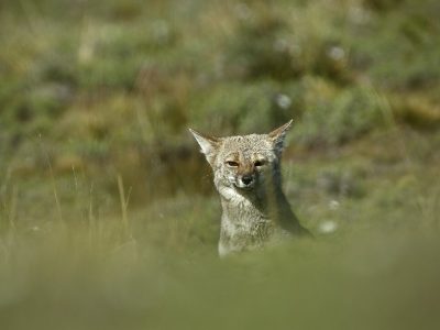 phoca_thumb_l_Argentinsk_grrev