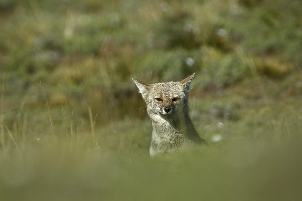 phoca_thumb_l_Argentinsk_grrev