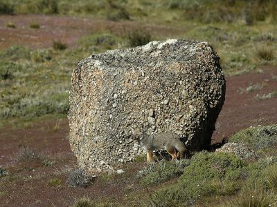 phoca_thumb_l_Argentinsk_grrev3