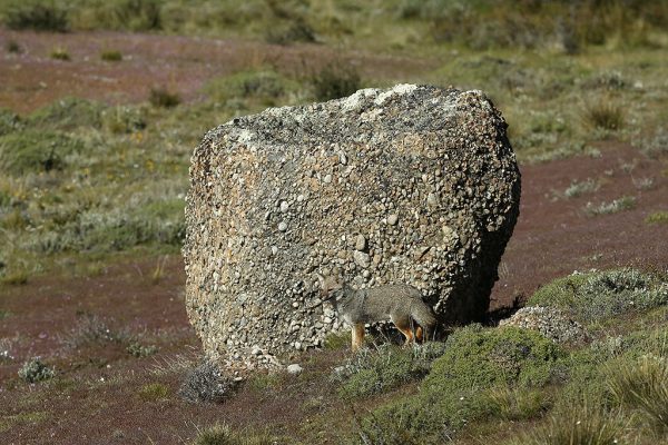 phoca_thumb_l_Argentinsk_grrev3