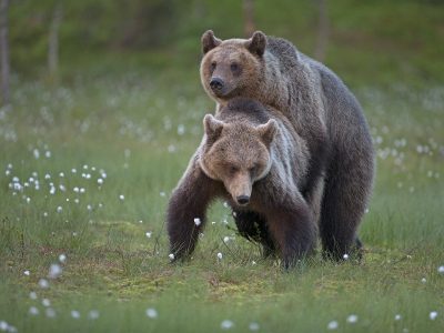 phoca_thumb_l_Bjneparing_forfra