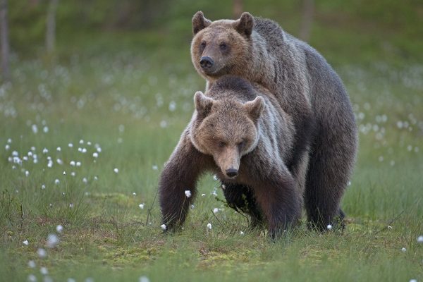 phoca_thumb_l_Bjneparing_forfra