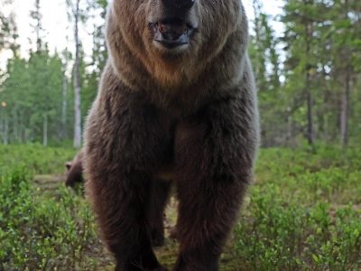 phoca_thumb_l_Bjrn_close_up_62A0540