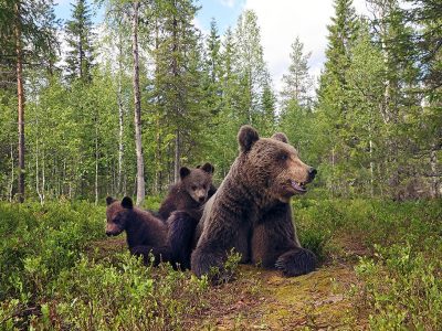 phoca_thumb_l_Bjrn_familieidyll_62A5606