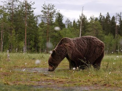 phoca_thumb_l_Bjrn_hann_drikker_vann_62A4242