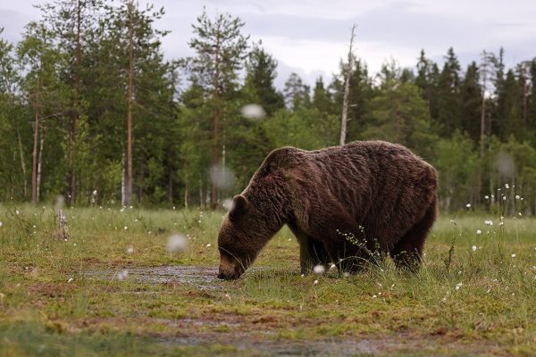 phoca_thumb_l_Bjrn_hann_drikker_vann_62A4242
