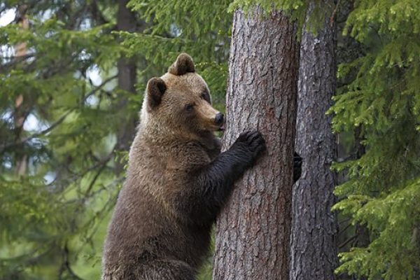 phoca_thumb_l_Bjrn_klatrer