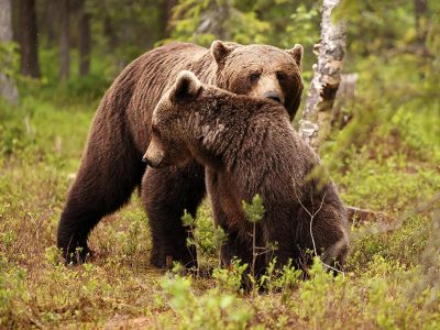 phoca_thumb_l_Bjrn_kurtise_62A8638