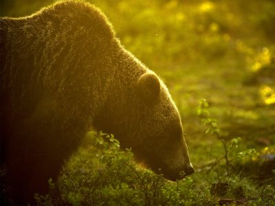 phoca_thumb_l_Bjrn_lutrygget_i_morgenlys