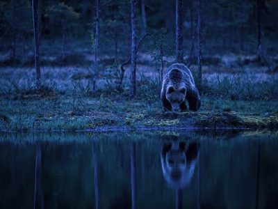 phoca_thumb_l_Bjrn_midnatt_speiling