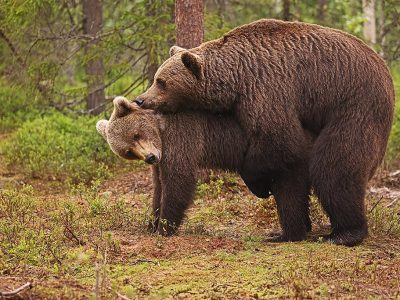 phoca_thumb_l_Bjrn_parer_62A9269