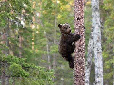 phoca_thumb_l_Bjrn_unge_klatrer_62A9016