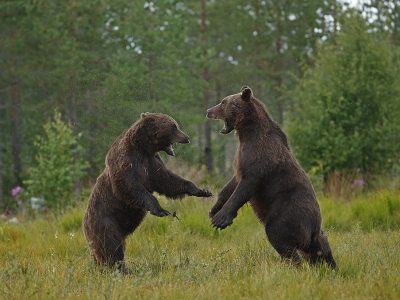 phoca_thumb_l_Bjrnekamp